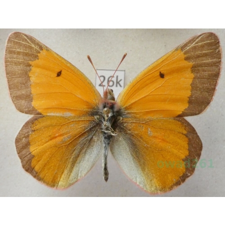 Colias viluiensis Menetries, 1859 male Russia26k